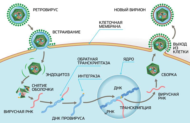 Ретровирусы: «пятая колонна» ДНК ретровирусы