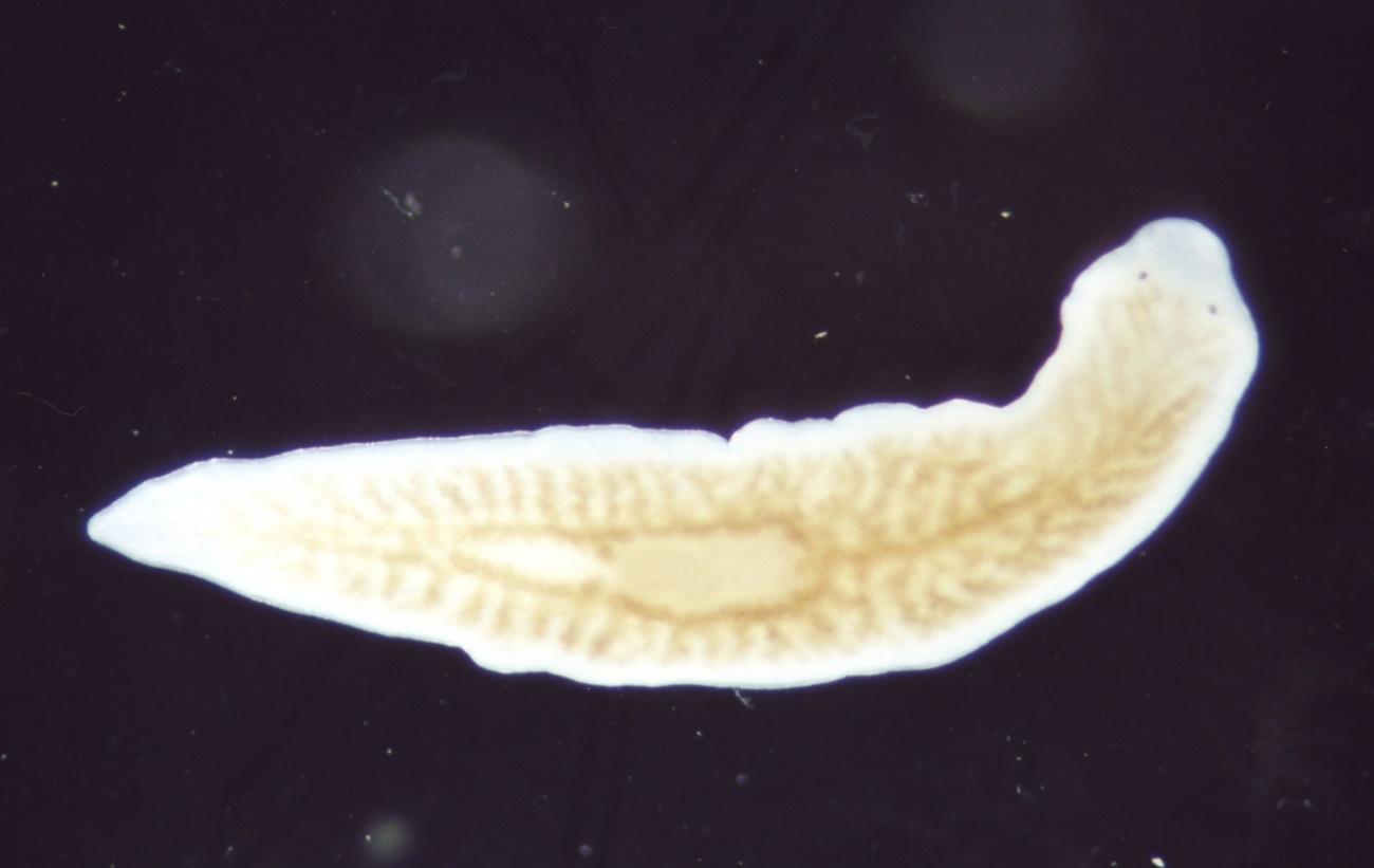 Генетики научили обычных червей отращивать голову заново