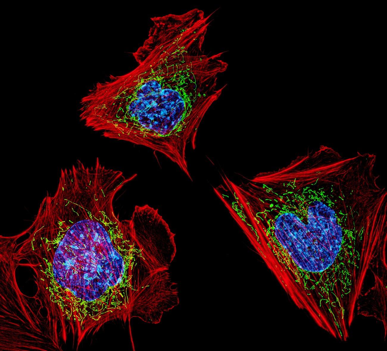 Геометрия превращает обычные клетки в стволовые