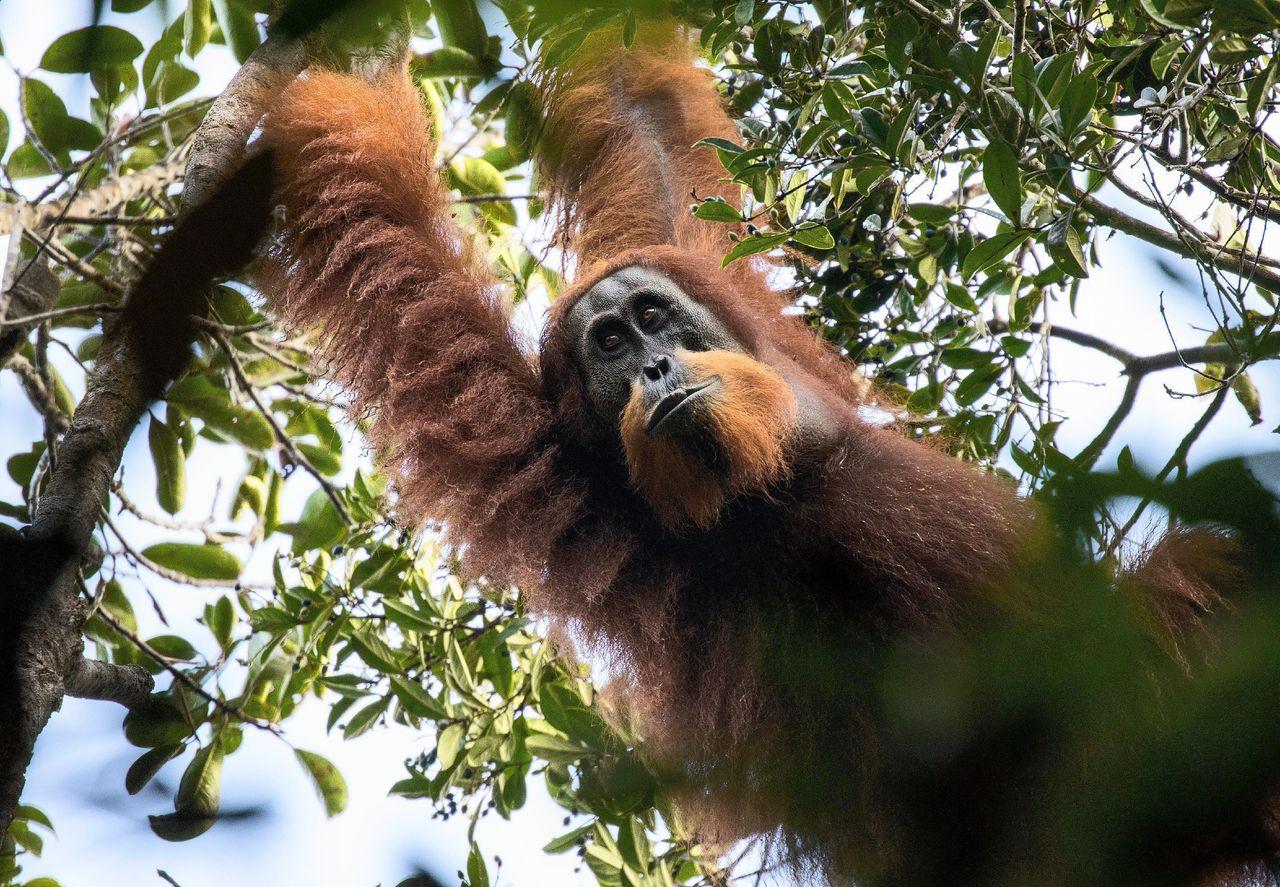 На Суматре нашли новый вид орангутанов