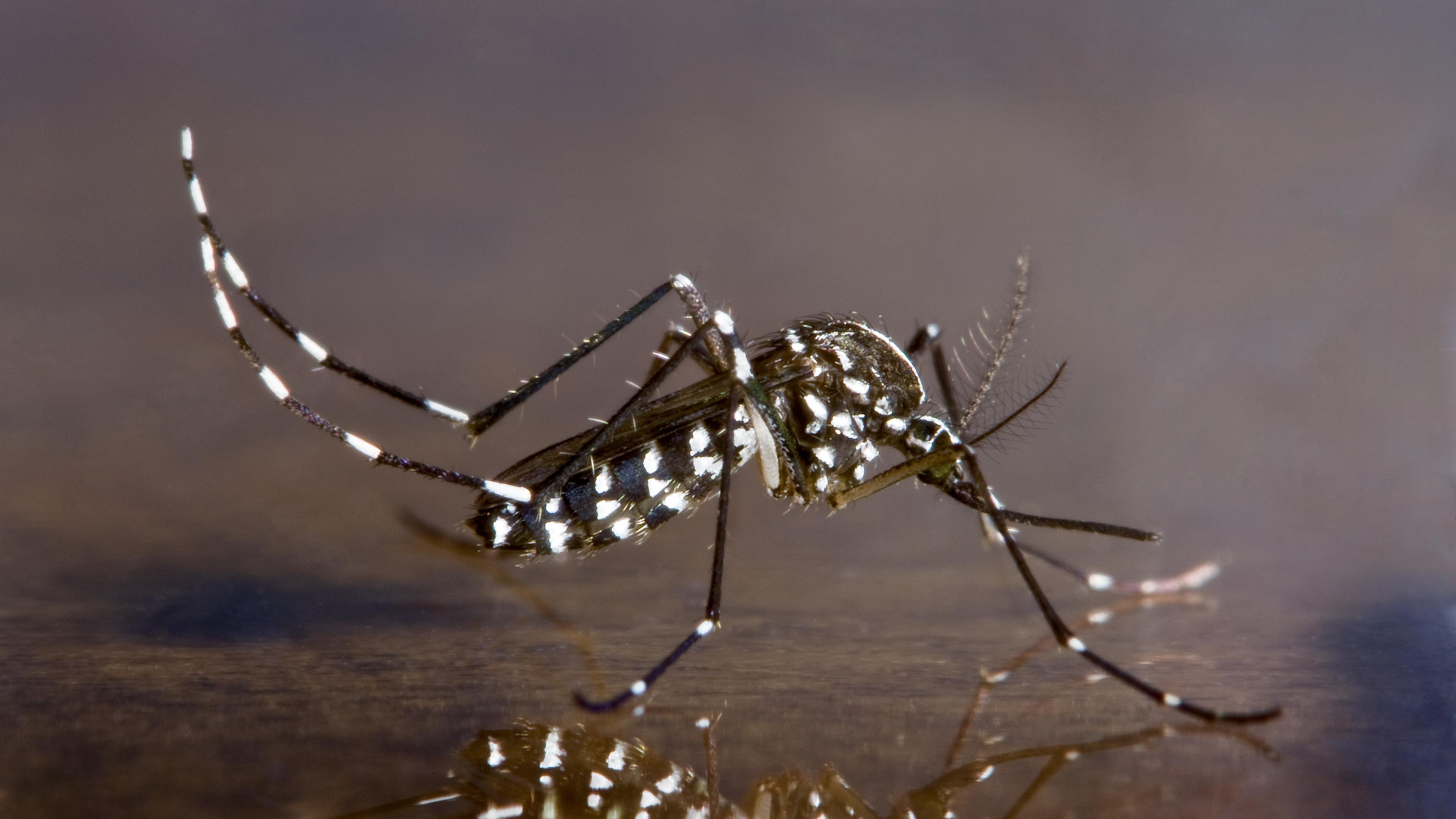 В США разрешили бактериальный геноцид комаров