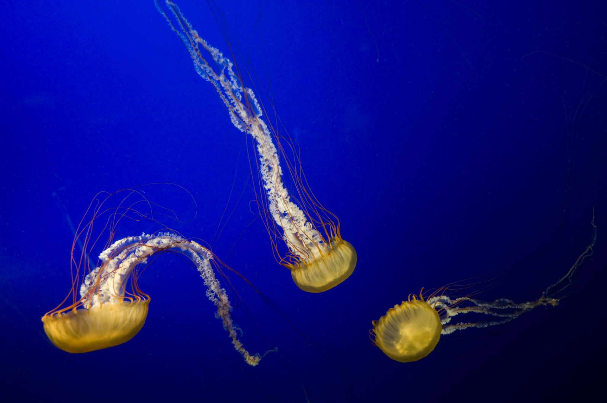 Медузы без конечностей восстанавливаются, возвращая себе симметрию тела