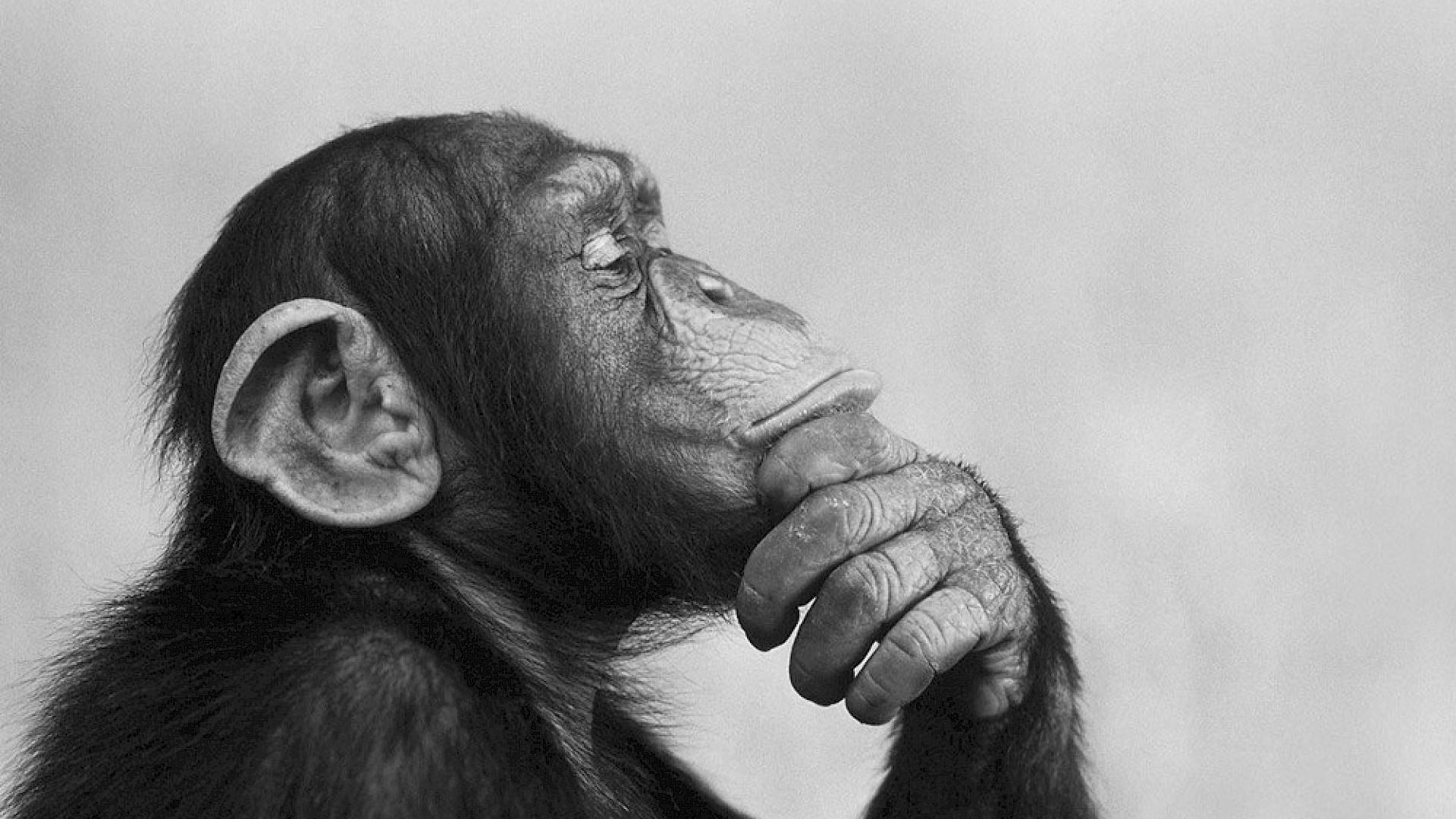 Мозжечок помог человекообразным обезьянам стать умнее