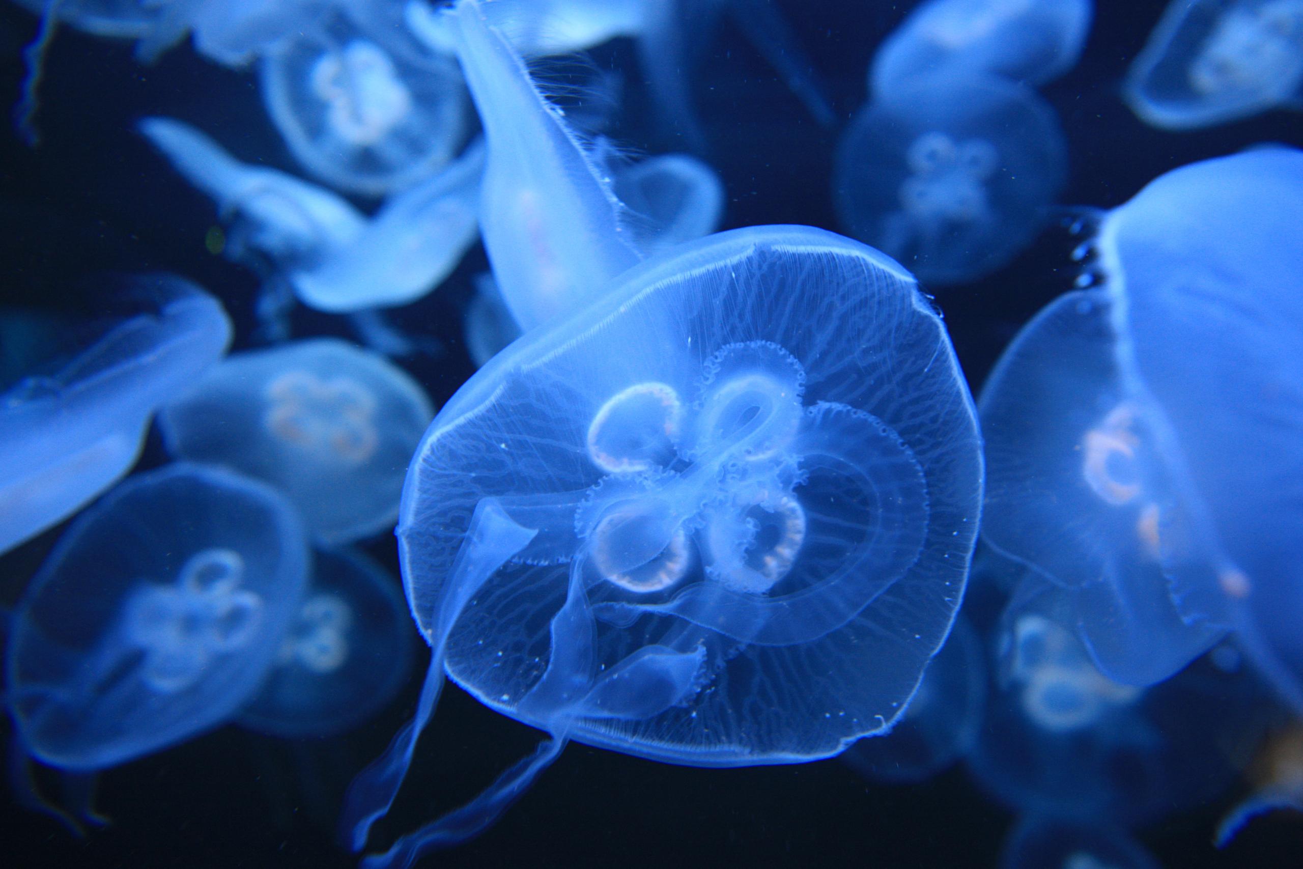Медузы без конечностей восстанавливаются, возвращая себе симметрию тела