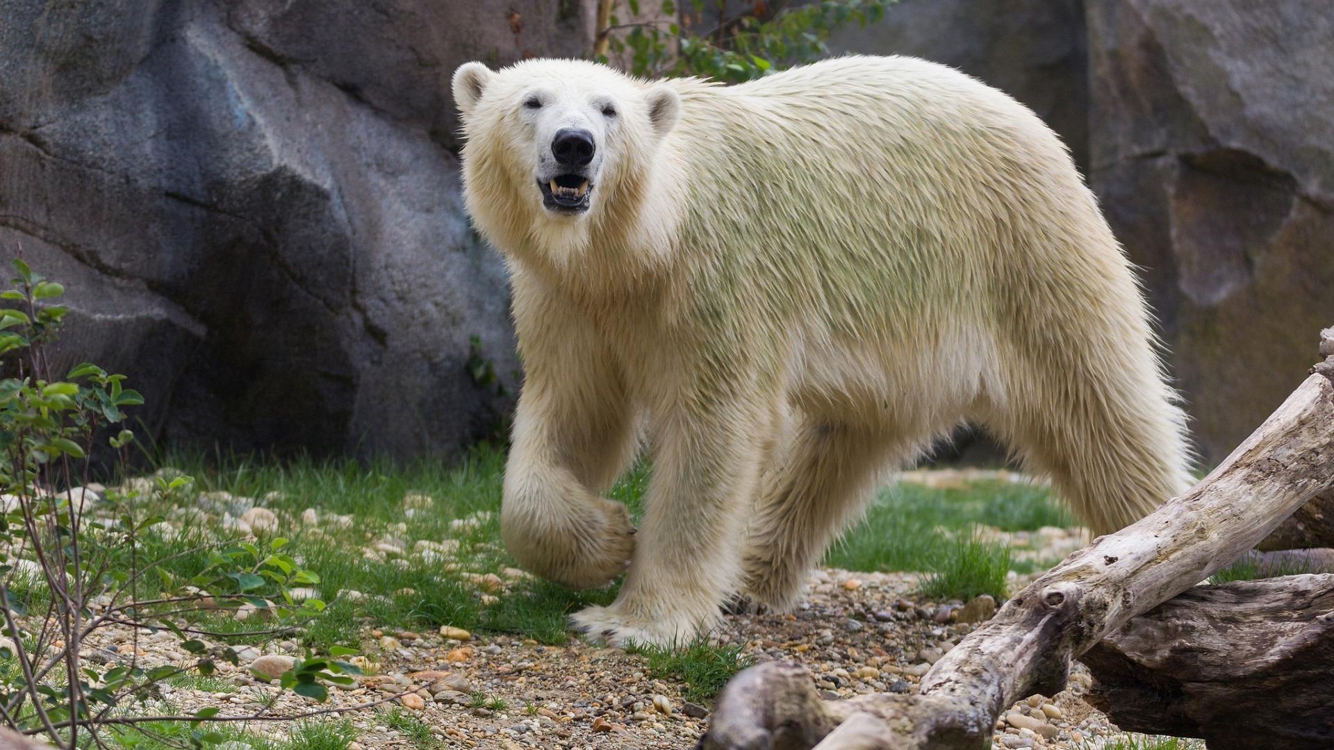 Белые медведи привыкают жить на суше