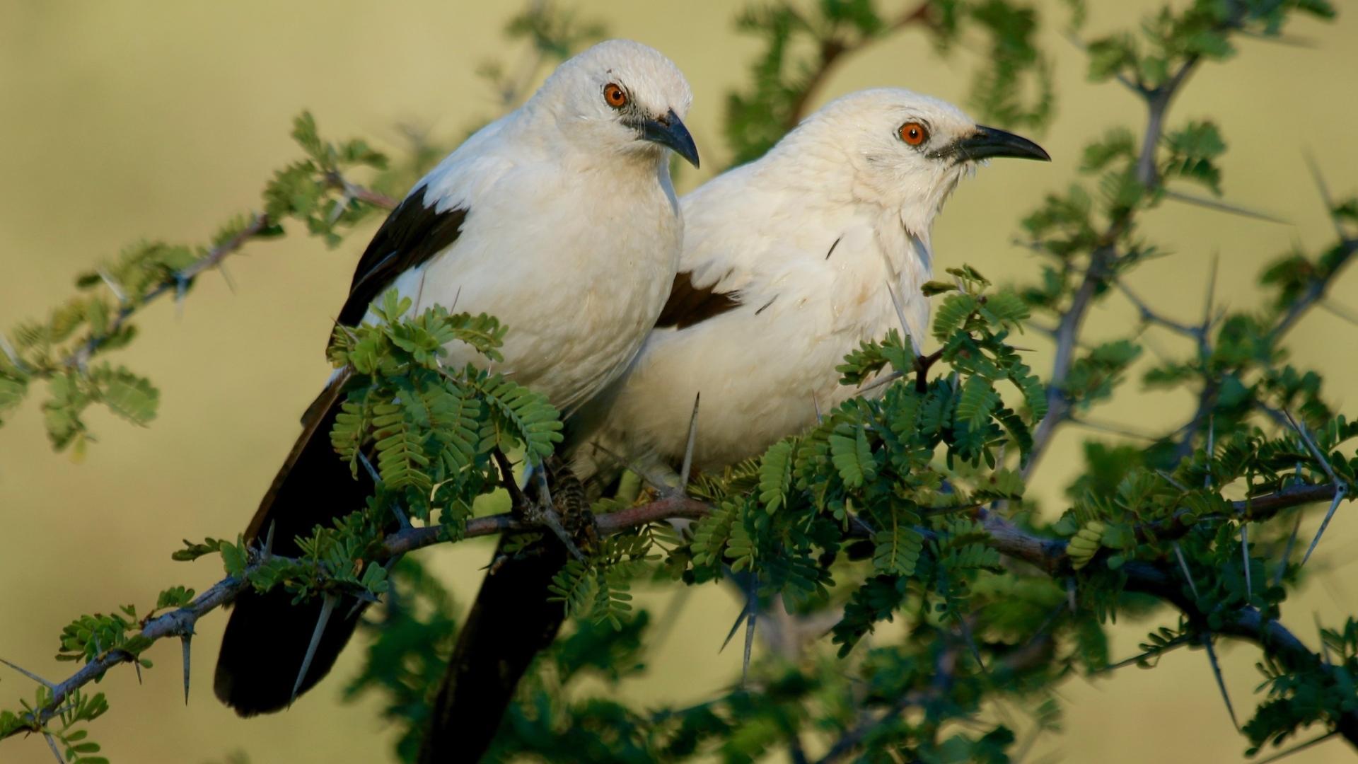 Птицы заботятся о чужих птенцах в расчете на наследство