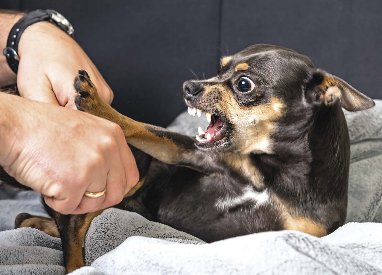 агрессивность собак объяснили высоким уровнем вазопрессина