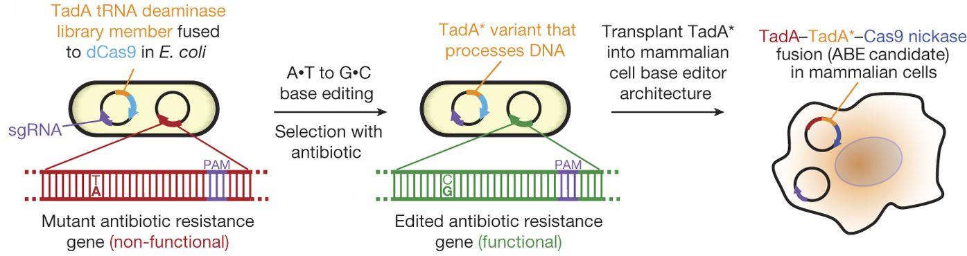 Генетики научились чинить все точечные мутации в ДНК без «ножниц»
