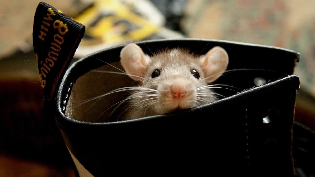 Биологи создали «просветленных» мышей