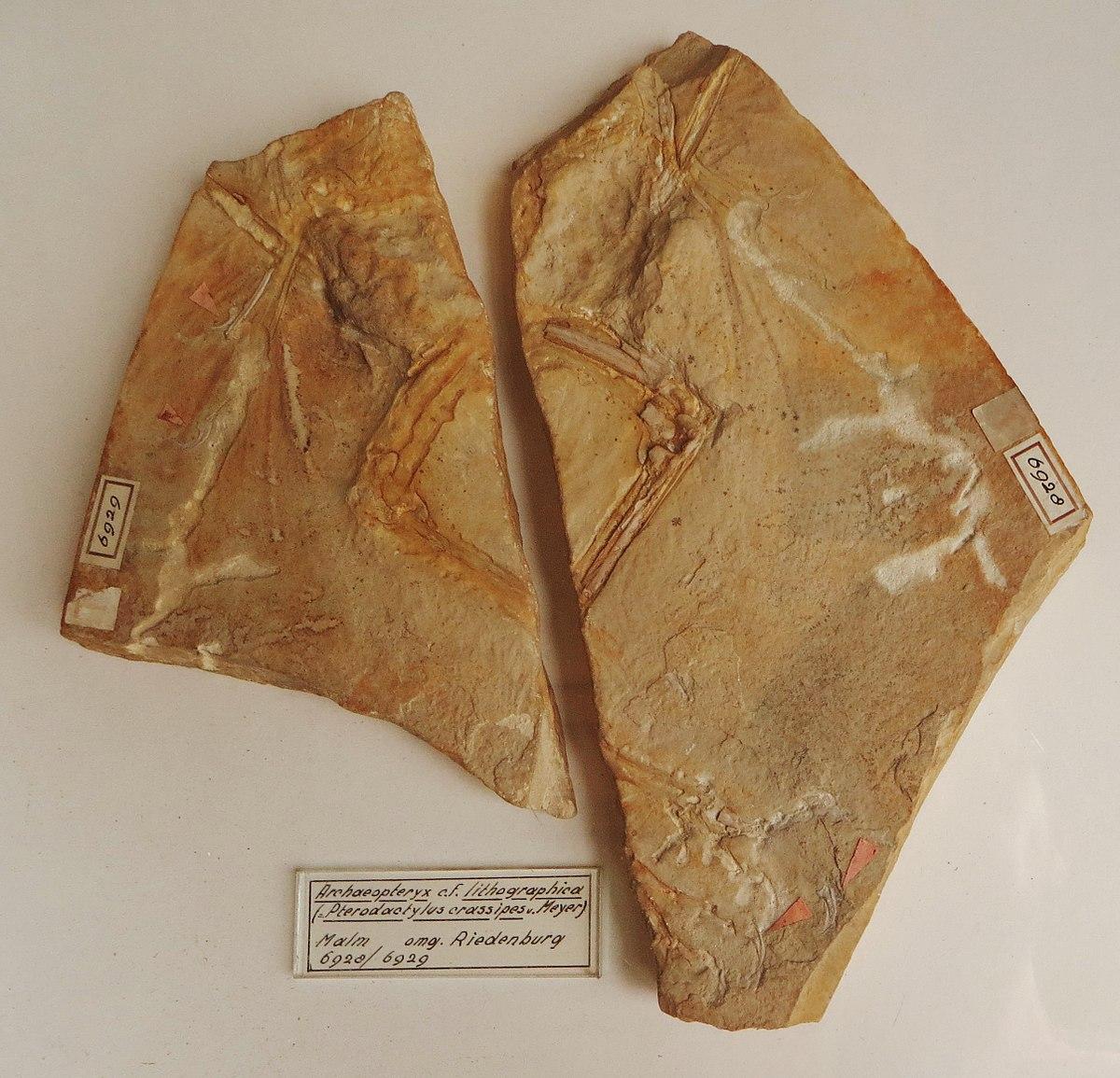 Первый найденный археоптерикс оказался другим динозавром