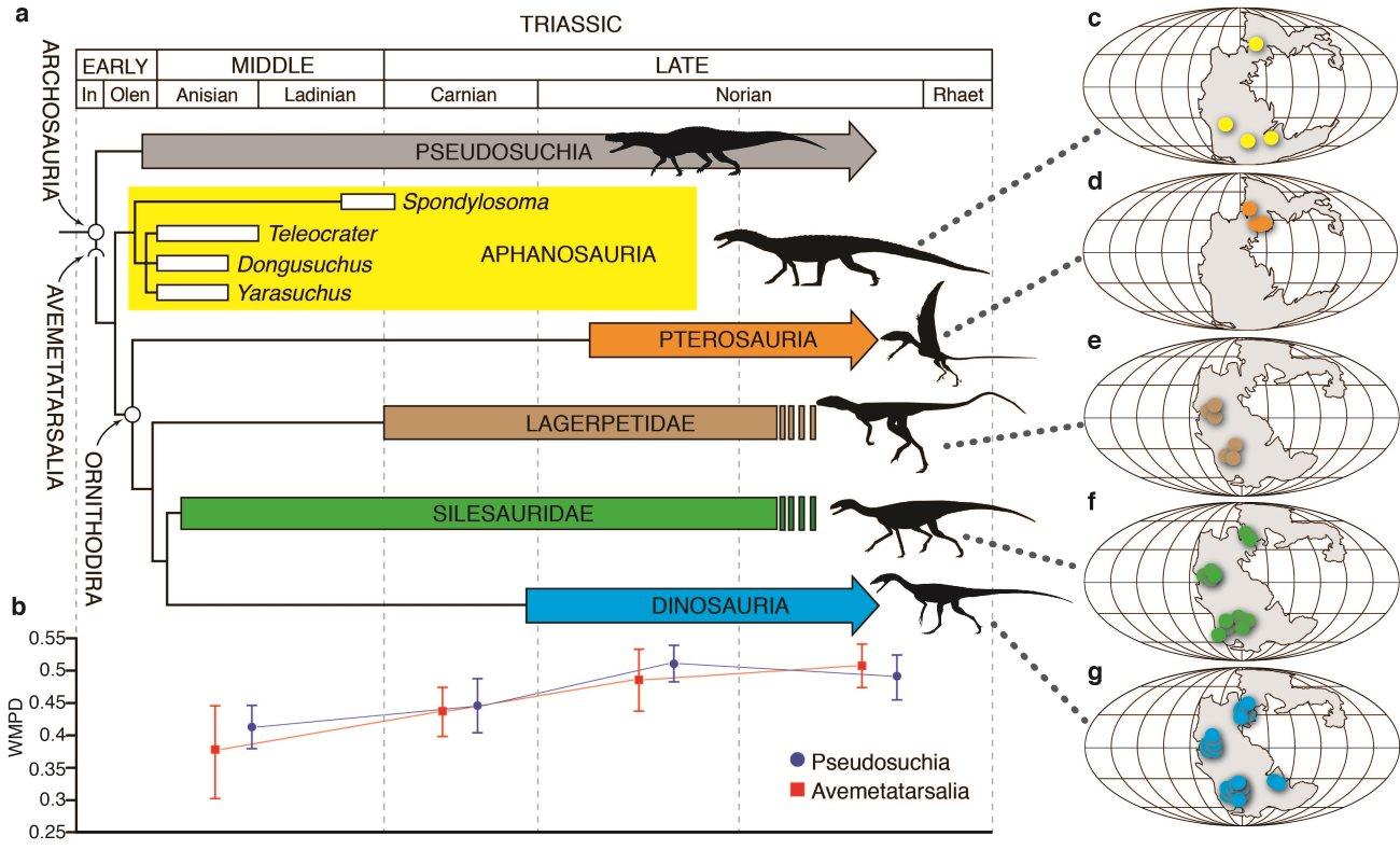 Древнейший сородич динозавров рассказал о разделении птиц и крокодилов