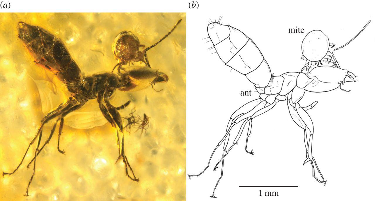 В янтаре нашли муравья и паразитирующего на нем клеща