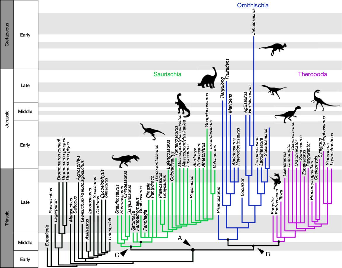 Предложен фундаментальный пересмотр классификации динозавров