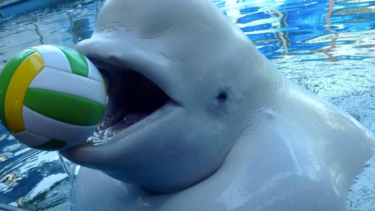 Действительно ли дельфины так умны, как о них говорят?