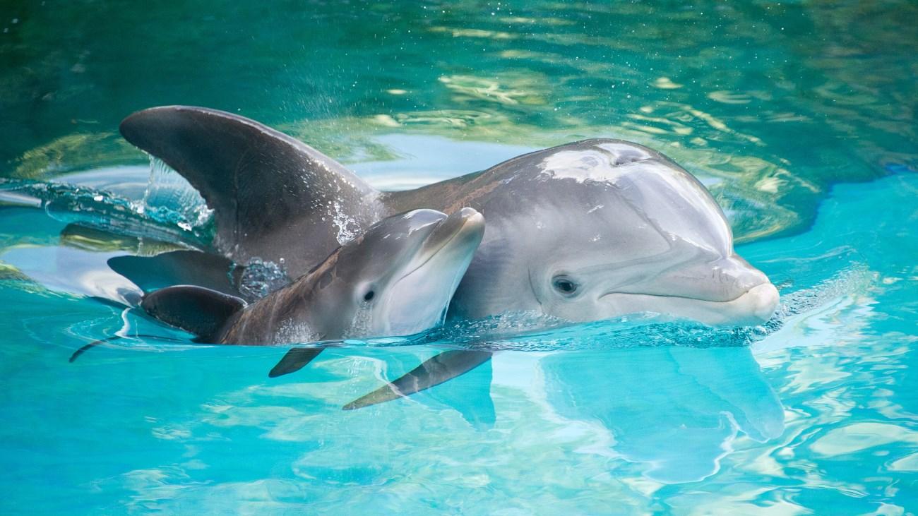 Действительно ли дельфины так умны, как о них говорят?