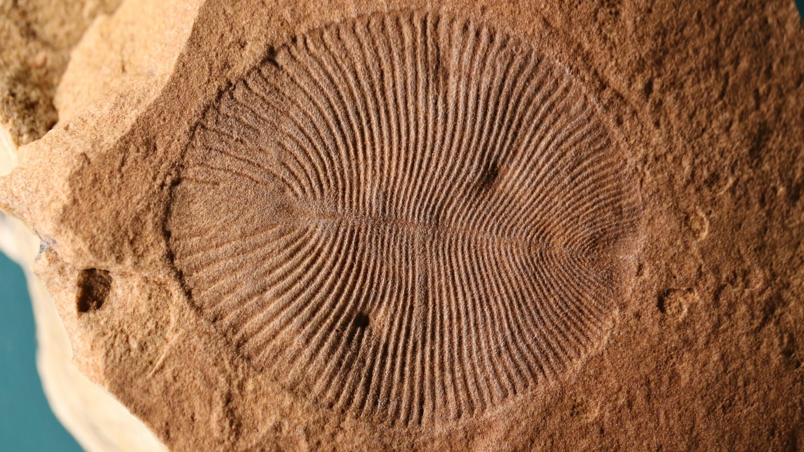 После 70 лет споров палеонтологи идентифицировали загадочную окаменелость