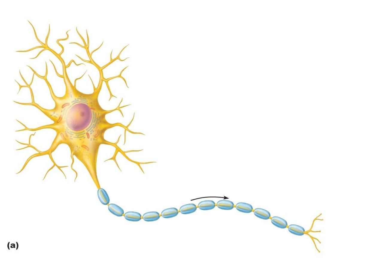 Женские нейроны тоньше мужских