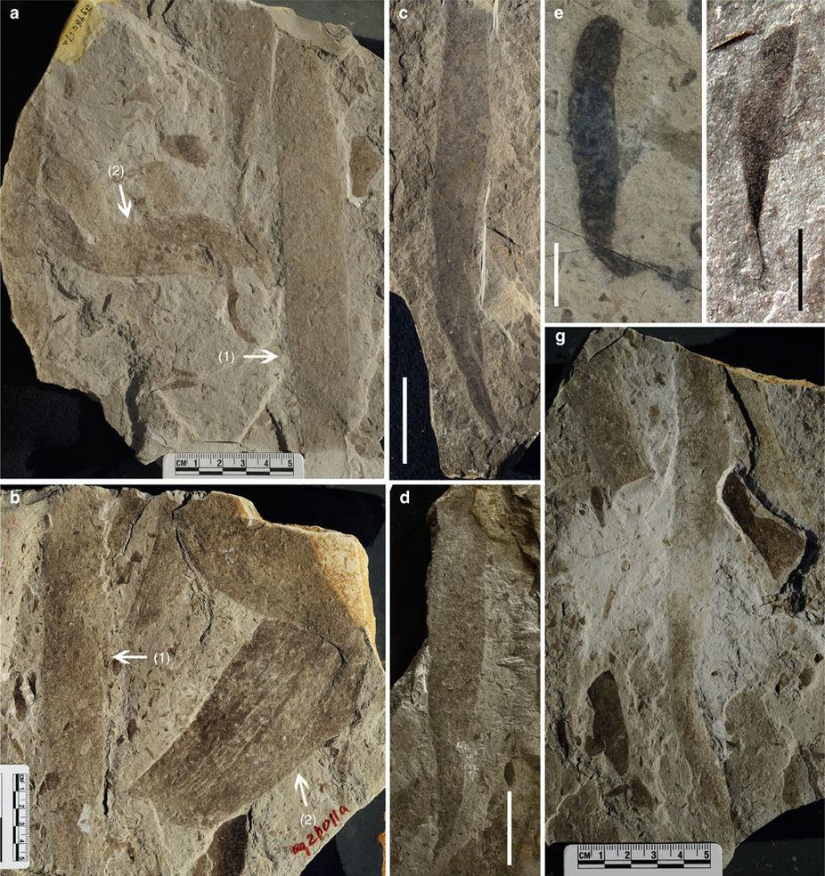 В Китае нашли окаменелости древнейшего крупного многоклеточного организма
