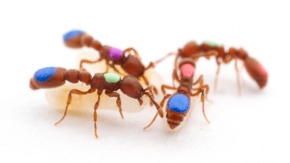 Технология CRISPR помогла создать муравьёв-мутантов, которые оказались антисоциальными Технология CRISPR помогла создать муравьёв-мутантов, которые оказались антисоциальными