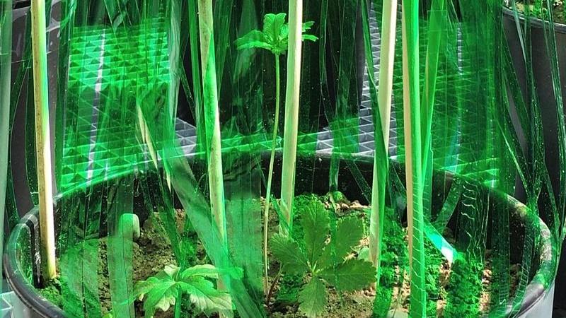 Конкуренция заставляет принимать сложные решения даже растения конкуренция заставляет принимать сложные решения даже растения