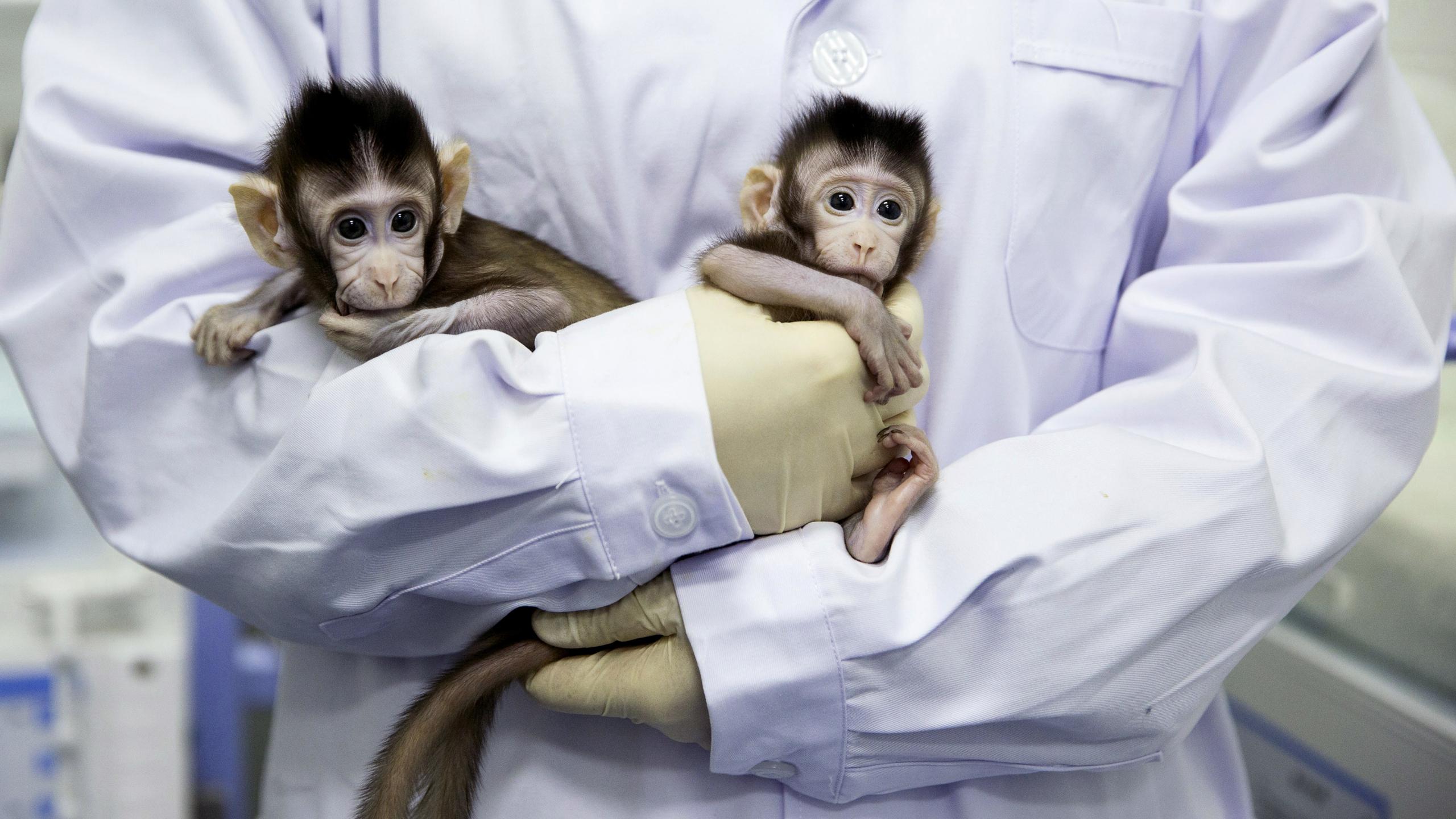 Китайцы впервые клонировали обезьян по методу овечки Долли