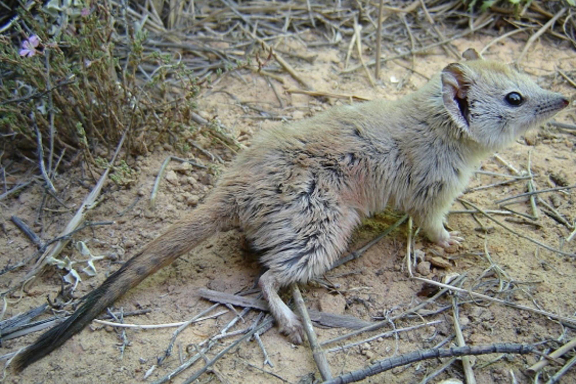 В Австралии обнаружена гребнехвостая сумчатая мышь, «вымершая» сто лет назад
