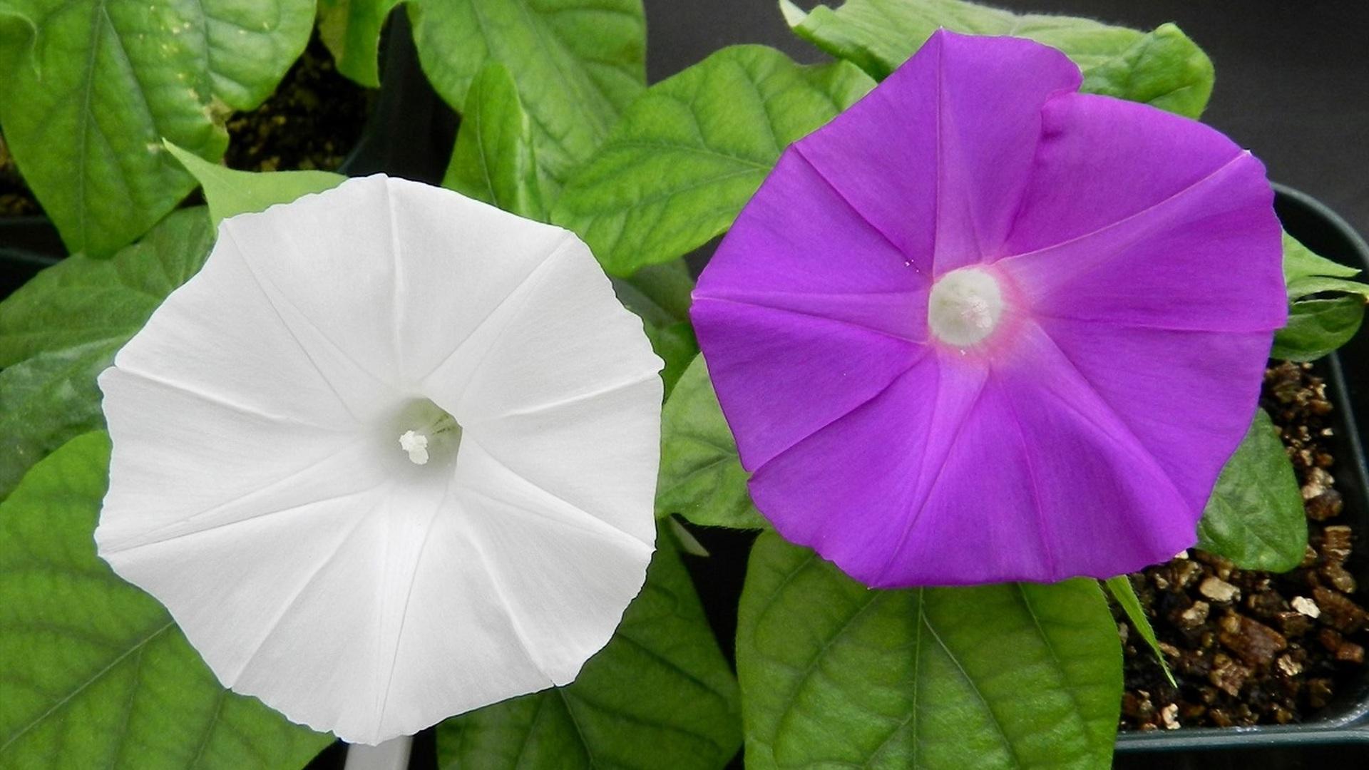 Технология CRISPR впервые изменила окраску цветков растений