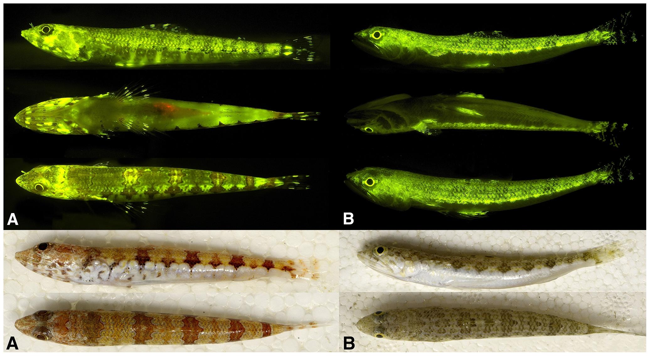 Учёные раскрыли многообразие биофлуоресценции морских рыб 