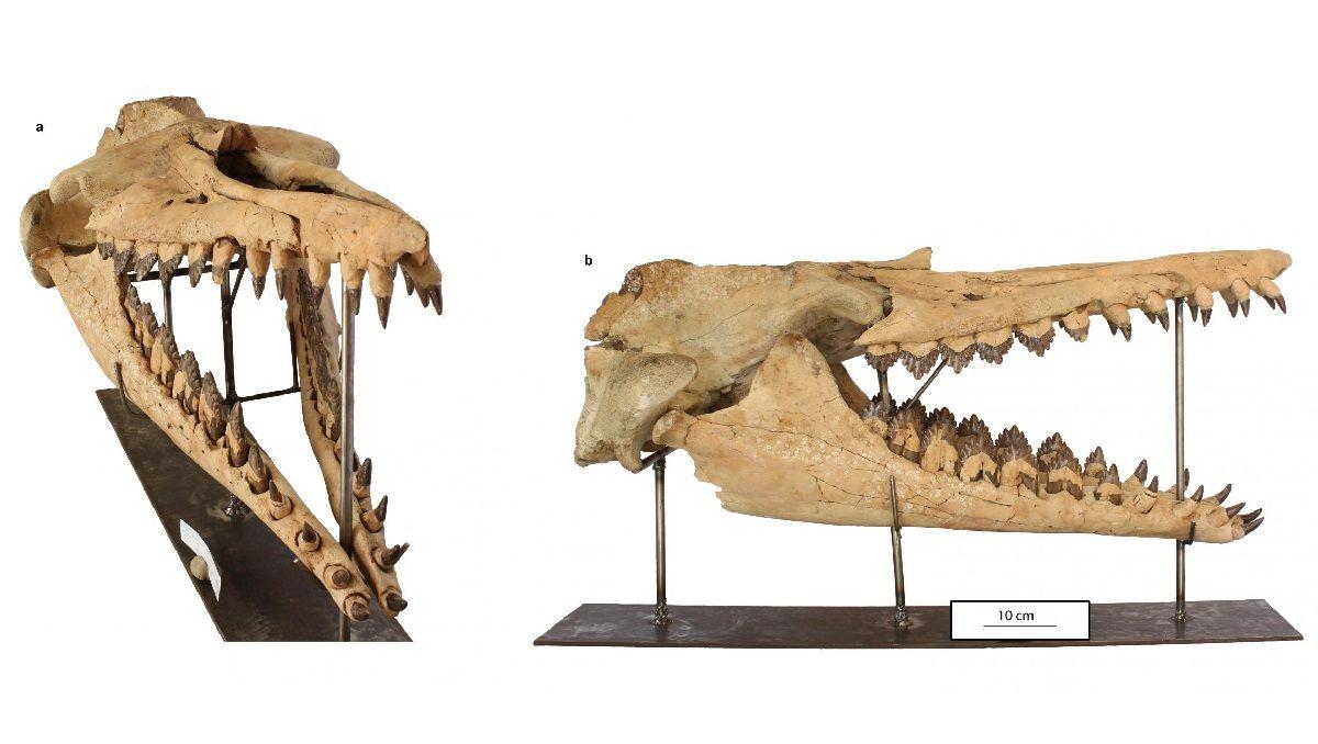 От зубов к усам: найдено недостающее звено в эволюции китов