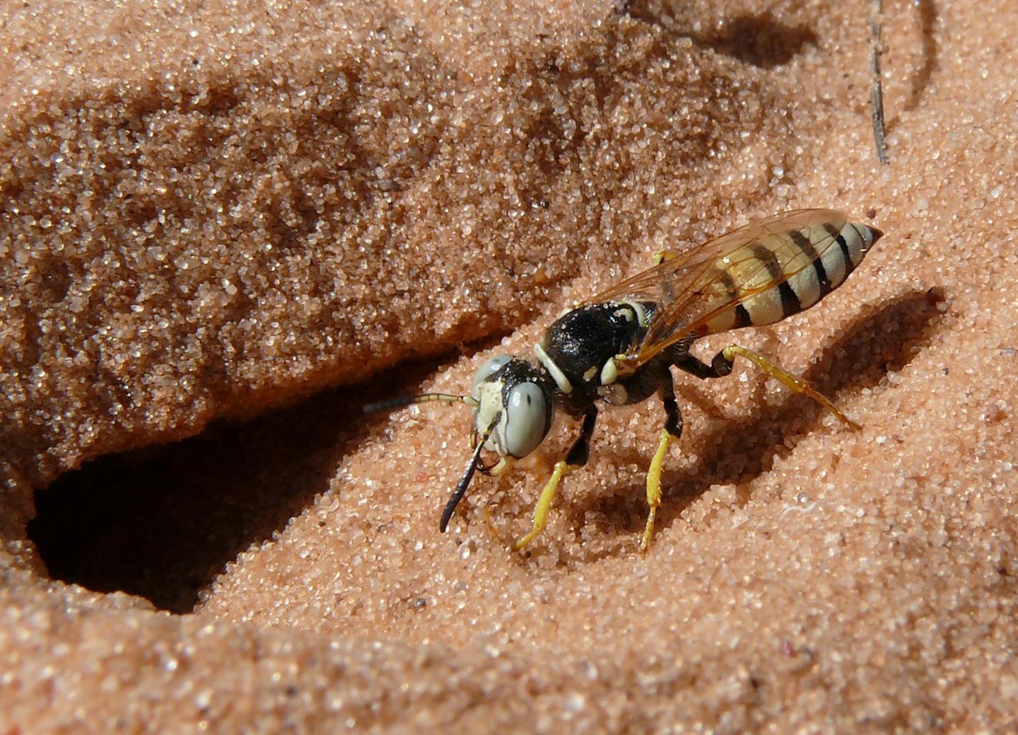 Самка пчелиного волка Philanthus basilaris у входа в нору. Юта, США Антимикробный «коктейль» пчелиных волков почти не изменился за 68 миллионов лет