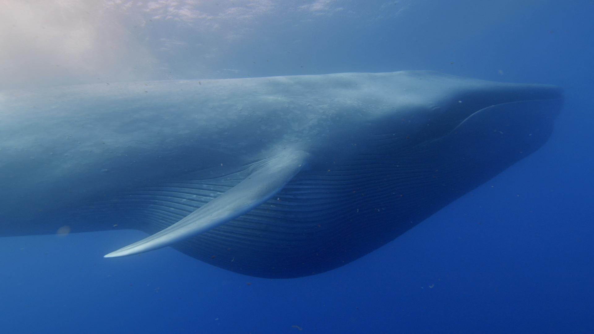 Как киты умудрились превзойти всех гигантов прошлого