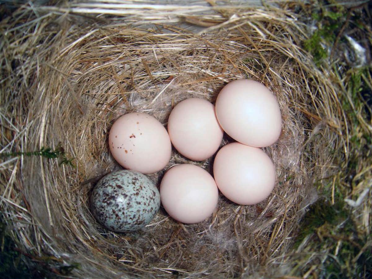 Орнитологи обнаружили систему «свой-чужой» у гнездовых паразитов