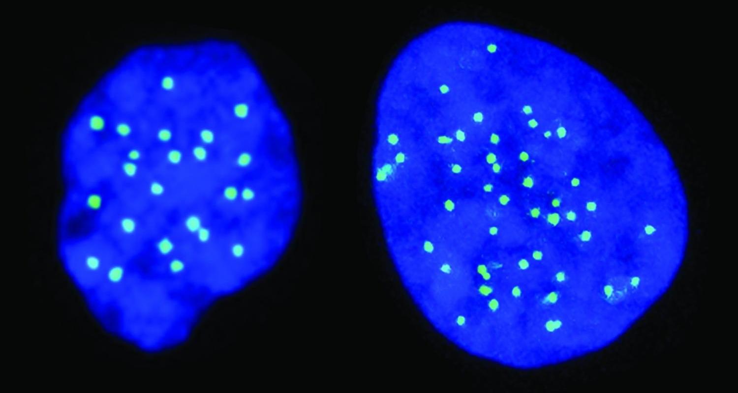 Биологи получили стволовые клетки с одинарным набором хромосом