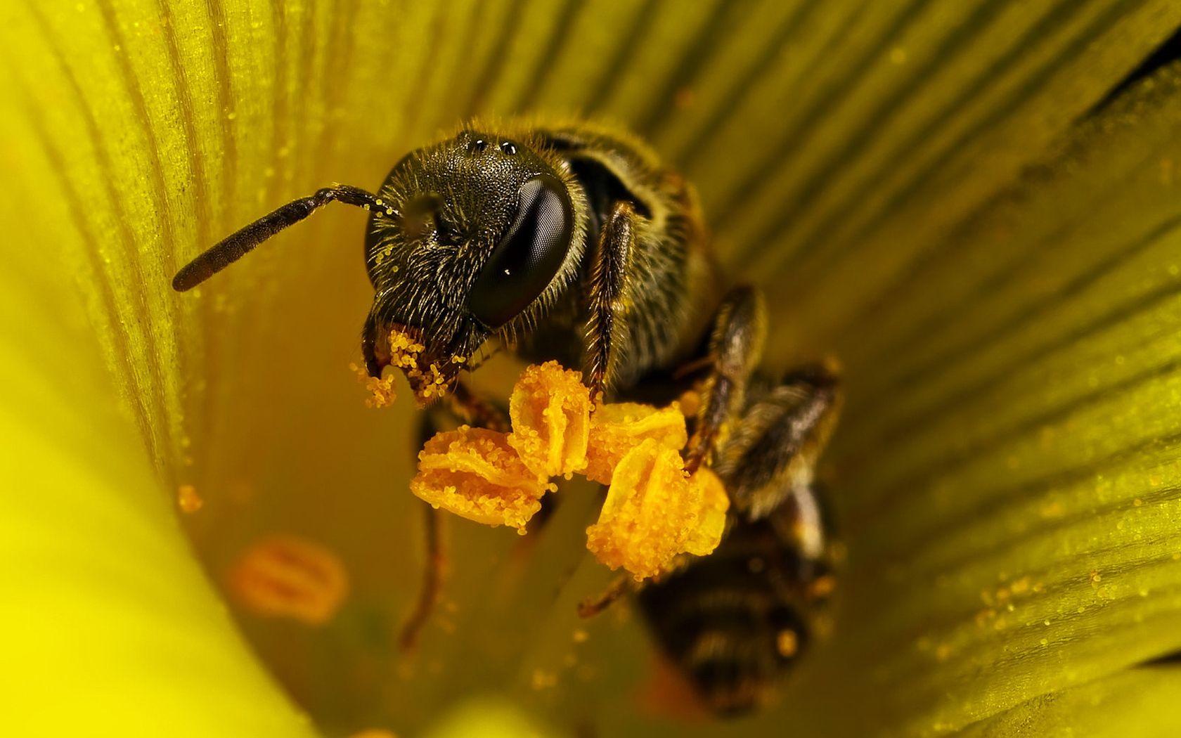 Пчёлы «знают» про ноль