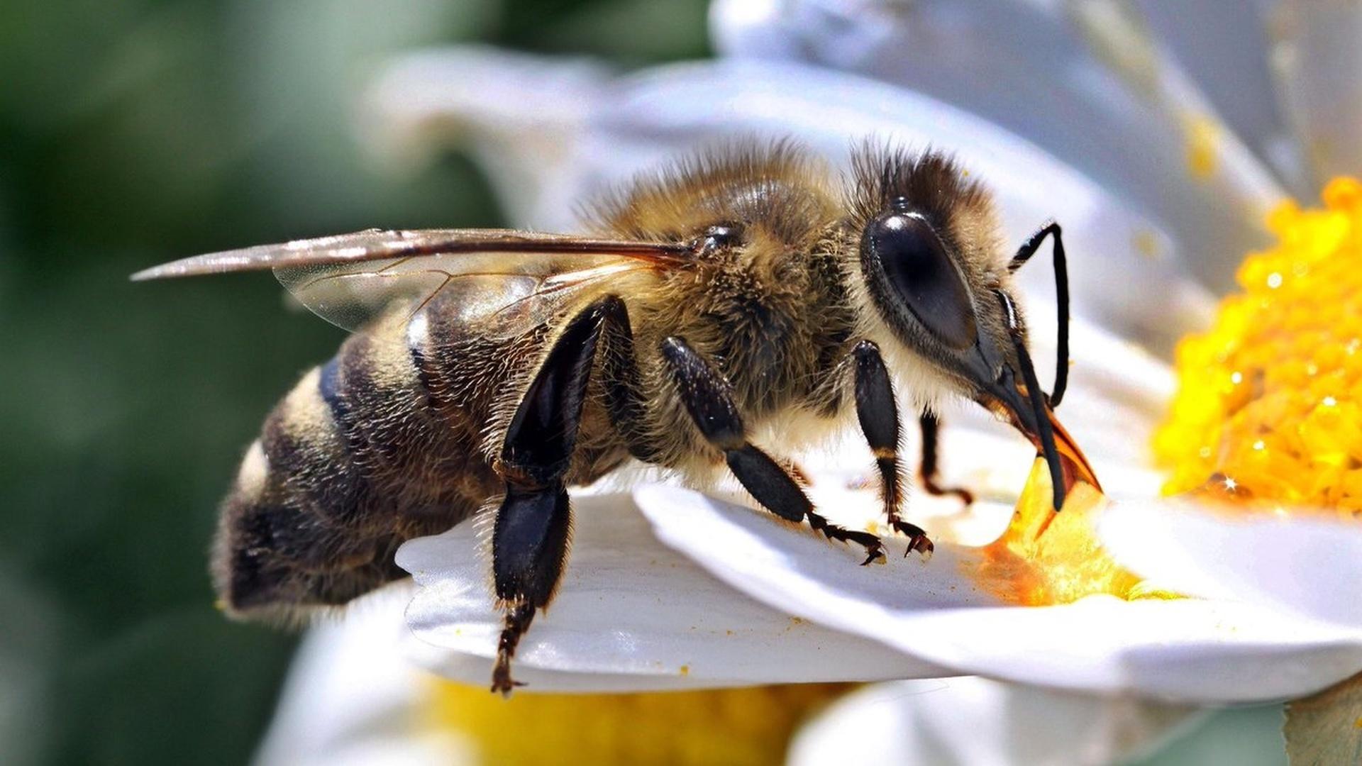 Среди пчёл нашлись правши и левши