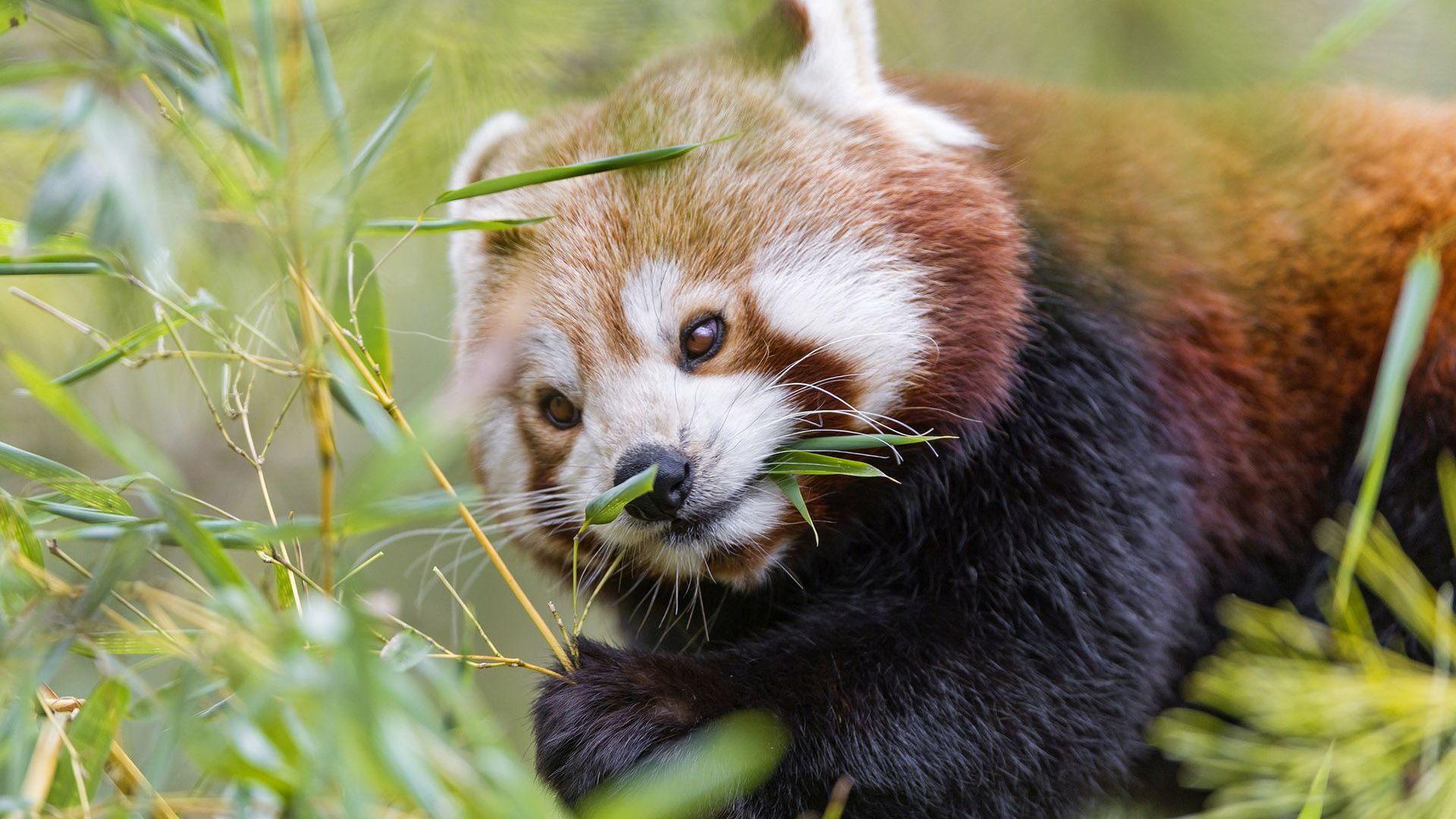 Бамбуковая диета сблизила панд на генетическом уровне