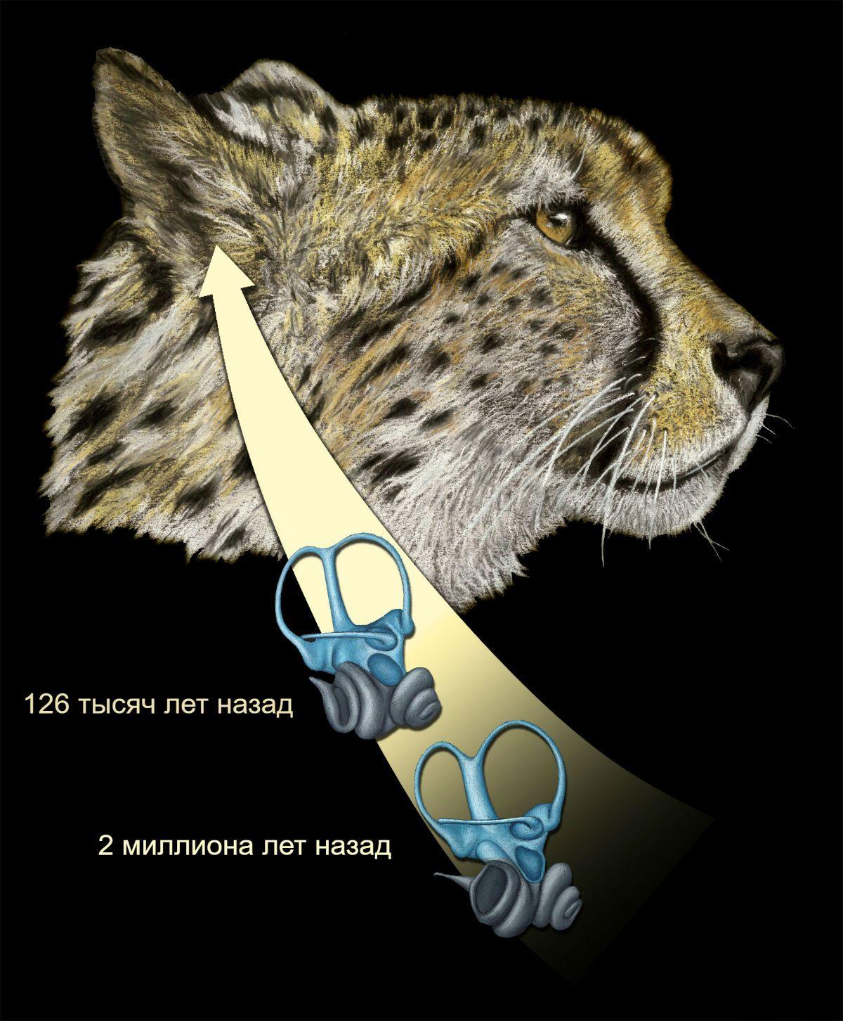 Залог успешной охоты гепарда кроется в его уникальном внутреннем ухе