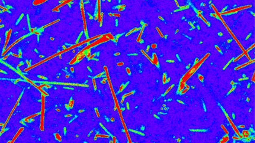 Новый метод поможет впервые изучить живые бактерии-экстремофилы и найти внеземную жизнь