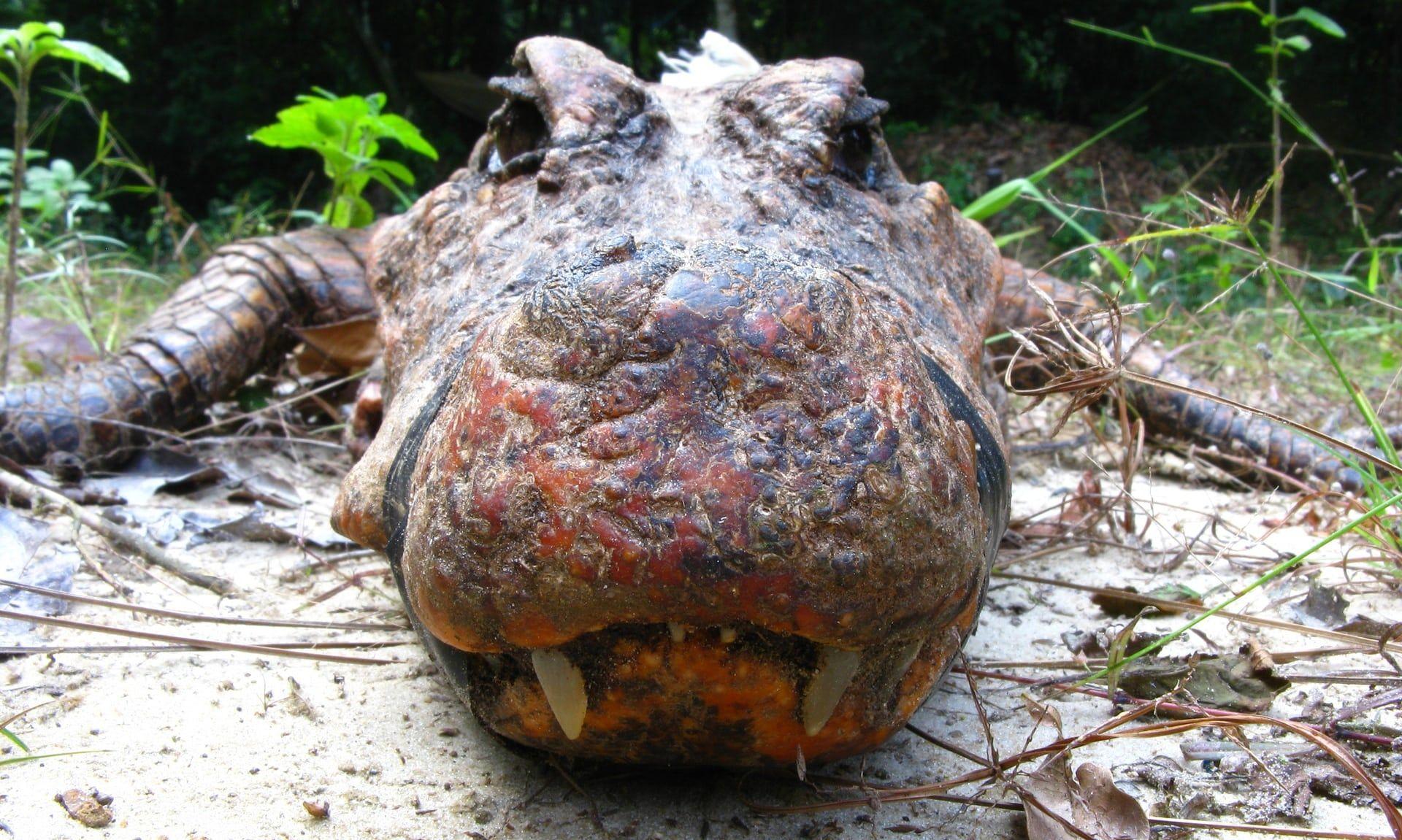 На наших глазах рождается вид оранжевых карликовых пещерных крокодилов