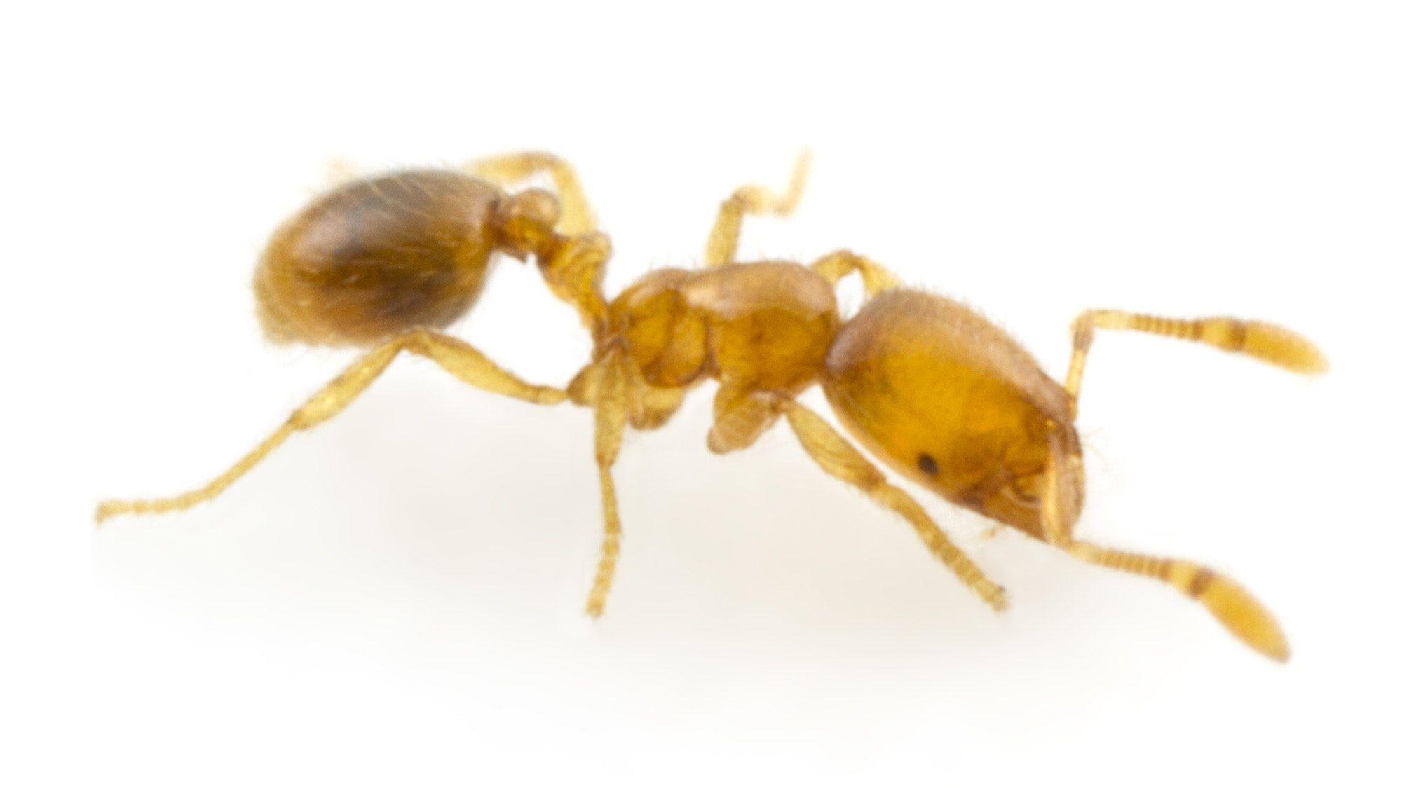 Разработать новые антибиотики учёным помогут муравьи