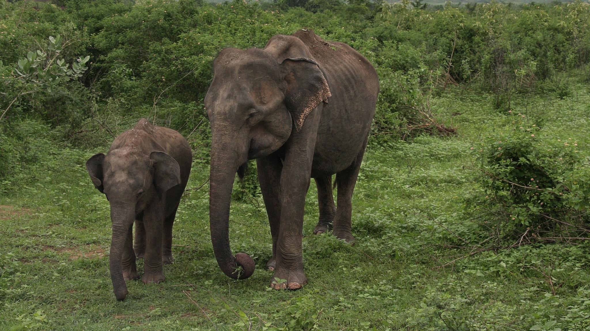 У слонов обнаружили индивидуальные черты характера
