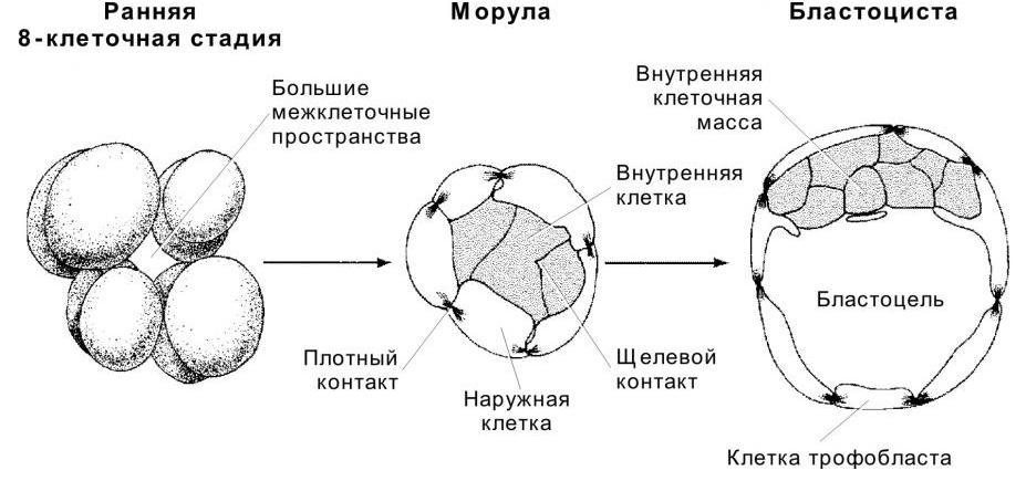 Стадия 2 клеток. Морула стадия раннего эмбрионального. Зигота морула бластоциста. Морула это зародыш на стадии. Эмбриогенез человека морула бластоциста.