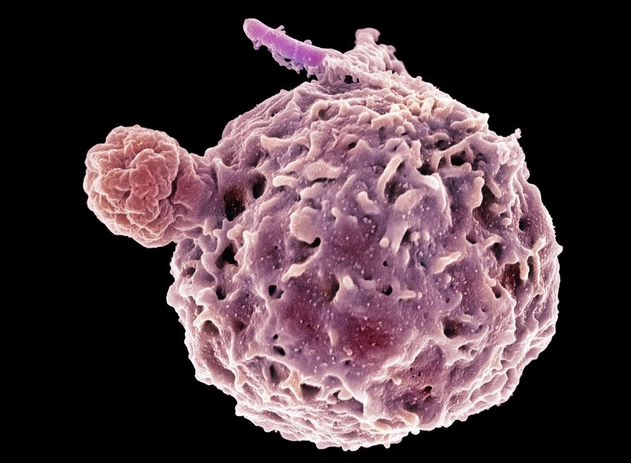 Иммунные клетки убивают бактерий «хлоркой»