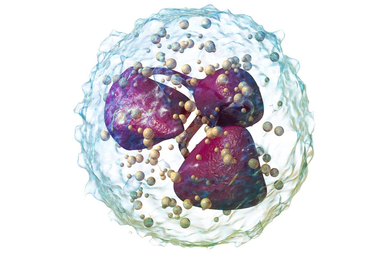 Иммунные клетки убивают бактерий «хлоркой»