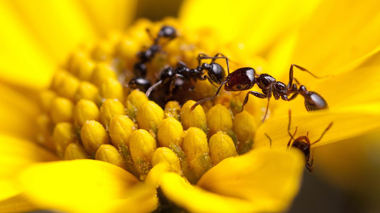 Разработать новые антибиотики учёным помогут муравьи