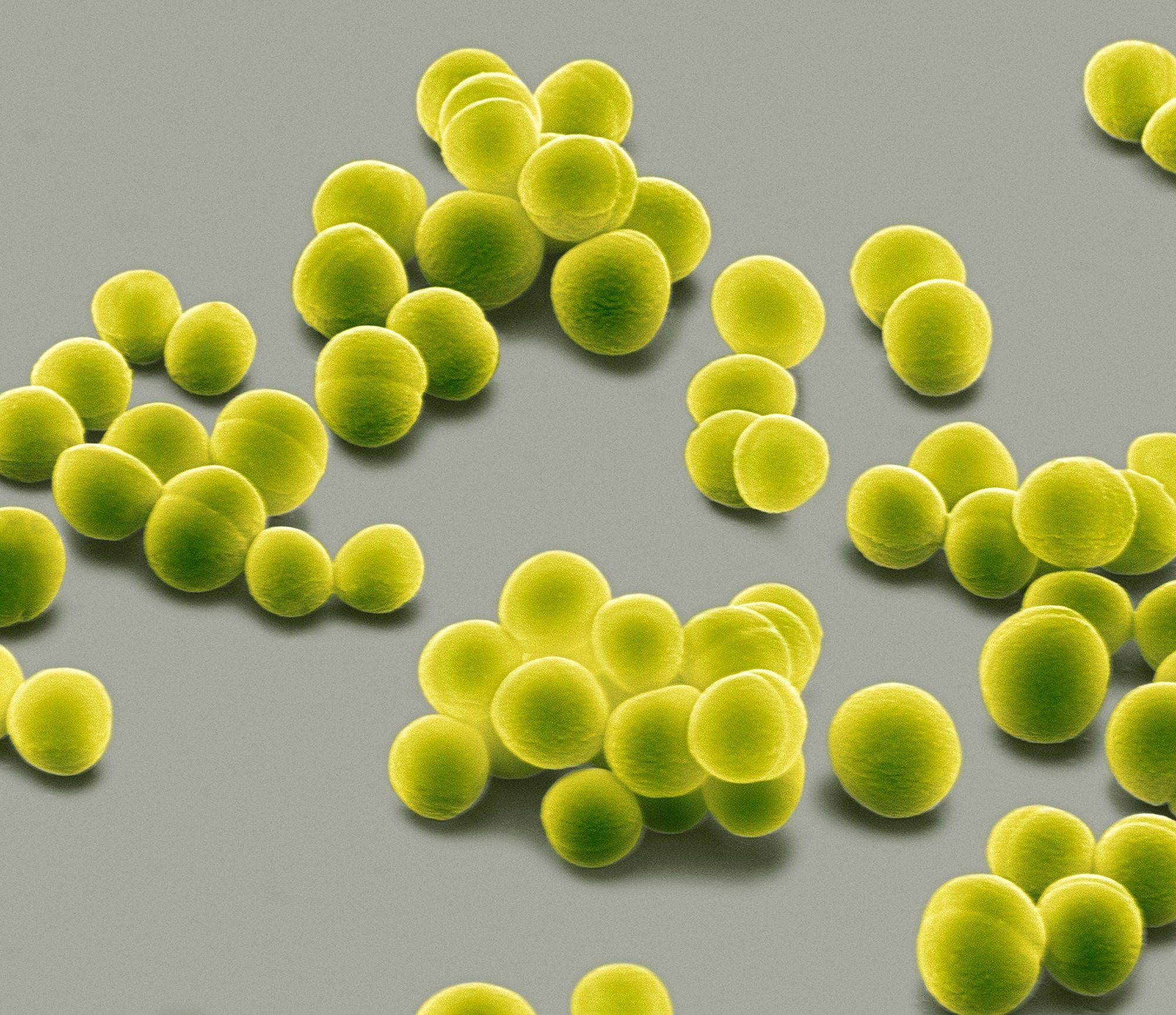 Кожные бактерии защищают от рака