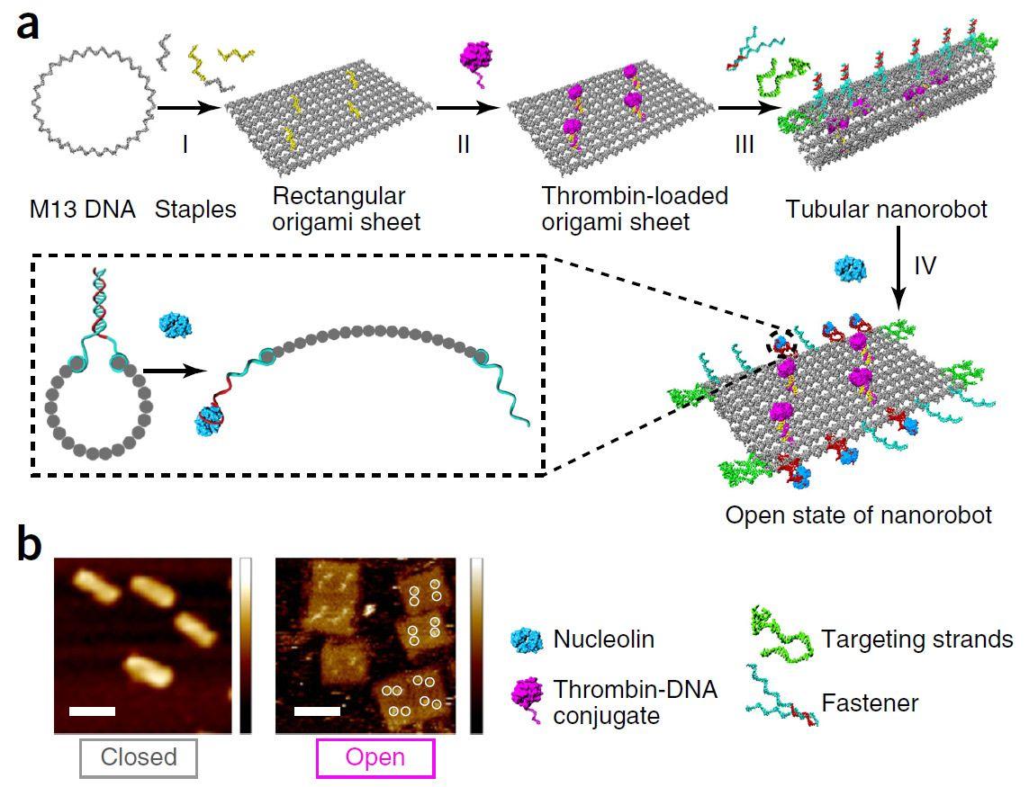 Нанороботы из ДНК-оригами отыщут опухоль и перекроют ей кислород