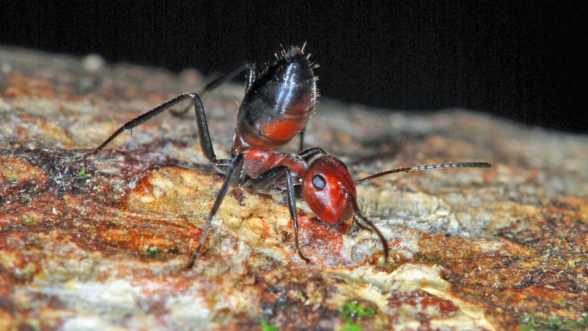 Обнаружен новый вид взрывающихся при опасности муравьёв