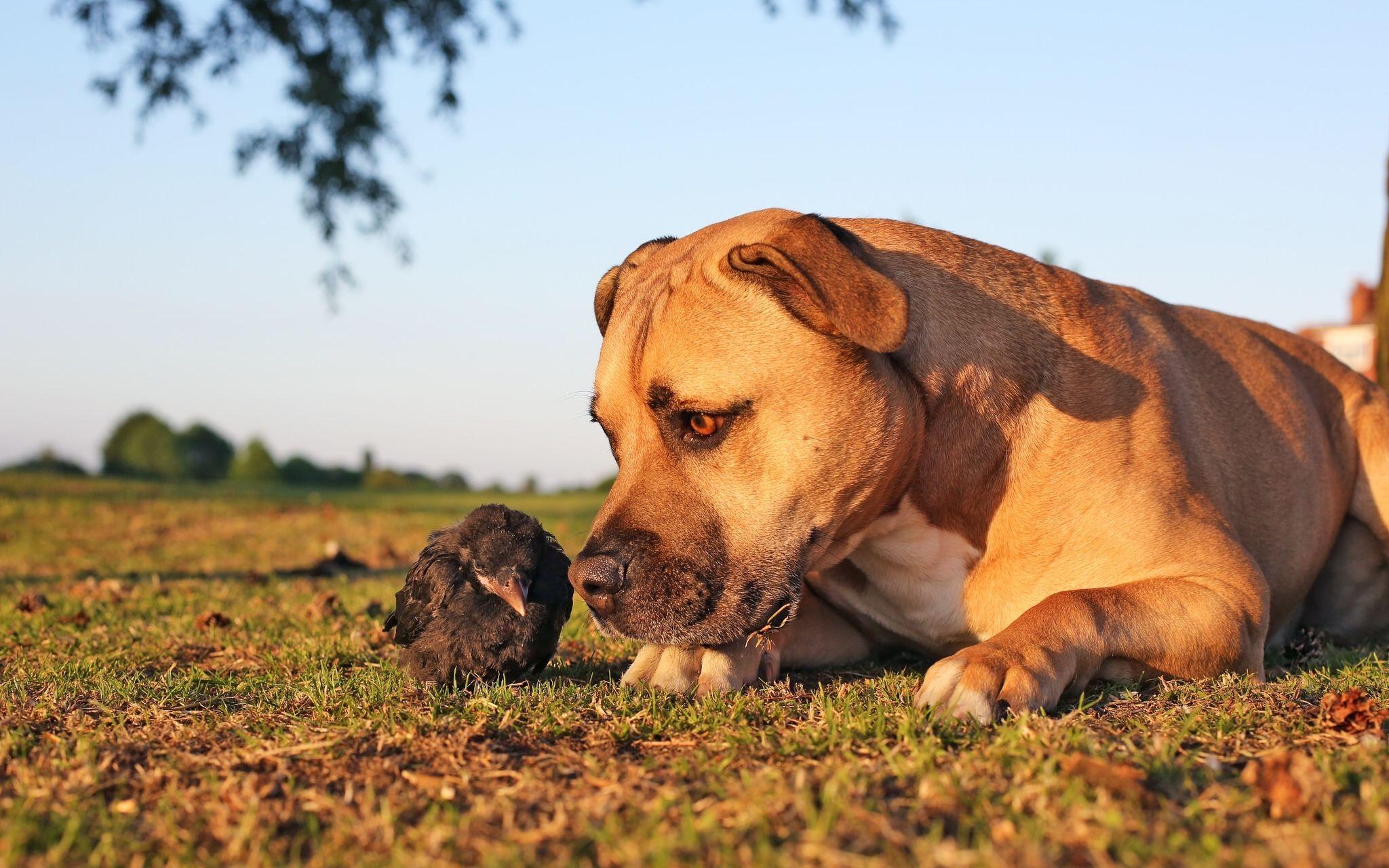 Собаки формируют чёткое представление о цели, которую ищут по запаху