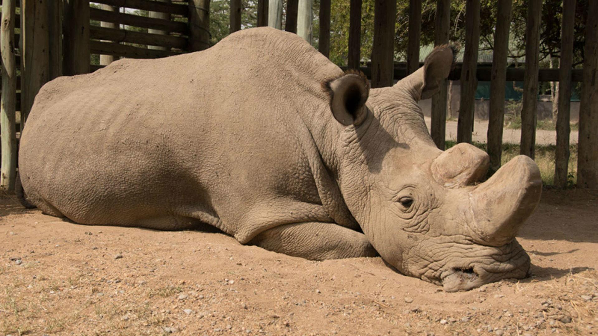 От белых носорогов остались только 2 самки: как ученые будут спасать животных от вымирания